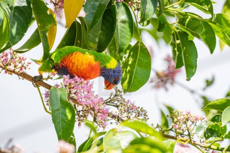 Rainbow lorikeet (Trichoglossus moluccanus) parrot, colorful small bird, animal sits high on a tree branch and eats blooming flowers.
