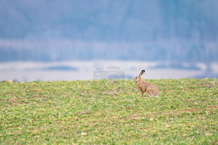 Feldhase (Lepus europaeus) sitzt auf dem Feld und frisst tagsüber grünes Gras.