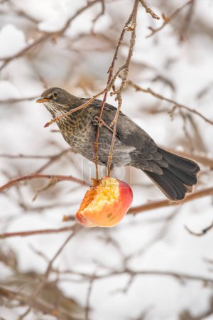 Fieldfare (Turdus pilaris) medium-sized bird with gray plumage, the animal sits on a tree branch and eats a red apple on a winter day.