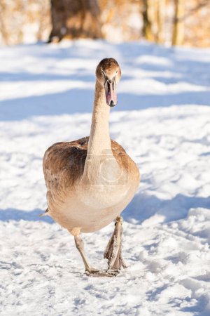 Höckerschwan (Cygnus olor) ist ein großer Wasservogel, ein junger Vogel mit braunem Gefieder, der am Ufer des Sees im Schnee spaziert. Sonniger Wintertag.