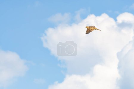 Feldlerche (Alauda arvensis) ein kleiner Vogel mit braunem Gefieder fliegt hoch in den Himmel, sonniger Tag.