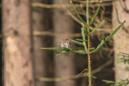 Búho pigmeo euroasiático (Glaucidium passerinum) un ave de presa de tamaño mediano con plumaje marrón, el animal se sienta en una rama de árbol y observa.