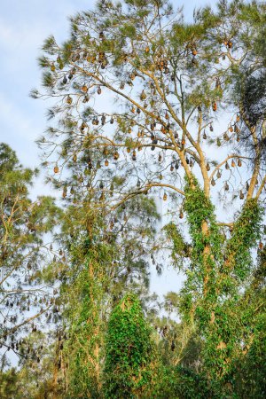 Renard volant, chauves-souris, mammifères volants aux grandes ailes noires et au cou rouillé pendent à l'envers sur une branche et se reposent le jour après la chasse la nuit.
