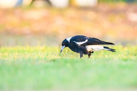 Australian magpie (Gymnorhina tibicen) a medium-sized bird with dark plumage, the animal stands on the grass in the park.