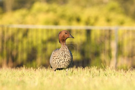Australian wood duck (Chenonetta jubata) male medium size water bird, animal stands on green grass in the park.