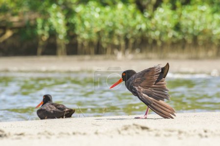 Schwarzer Austernfischer (Haematopus bachmani) ein mittelgroßer Vogel mit dunklem Gefieder und rotem Schnabel, das Tier steht an einem Sandstrand am Ufer des Flusses.