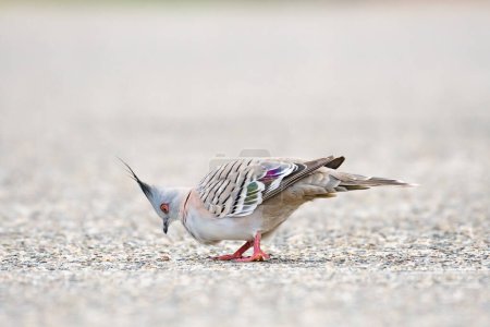 Crested pigeon (Ocyphaps lophotes) colorful medium sized bird, animal stands on the sidewalk in the park.