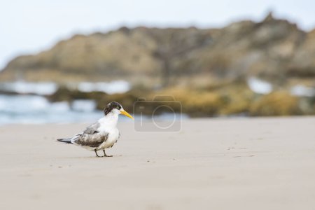 Greater crested tern (Thalasseus bergii) medium sized bird, animal sitting on the sandy beach by the sea.