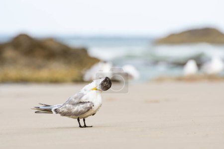 Sterne à aigrettes (Thalasseus bergii) oiseau de taille moyenne, animal assis sur la plage de sable et nettoie ses plumes sur le bord de la mer.