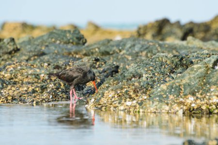 Black oystercatcher (Haematopus bachmani), a medium-sized bird with dark plumage and a red beak, the animal walks on rocks covered with shells on the seashore and looks for food.