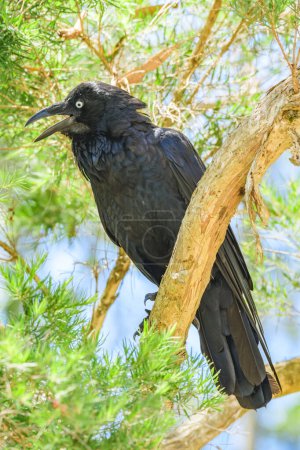 Australischer Rabe (Corvus coronoides) ein mittelgroßer Vogel mit schwarzem Gefieder, das Tier sitzt hoch oben auf einem Ast und kühlt mit offenem Schnabel ab.
