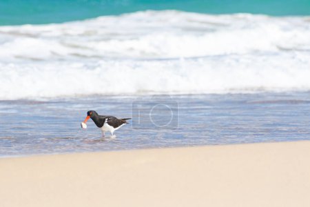 Ostrero euroasiático (Haematopus ostralegus) un ave de tamaño mediano con plumaje oscuro con un pico rojo, el pájaro abre una concha de mejillón con su pico, el animal se encuentra en una playa de arena en la orilla del mar.
