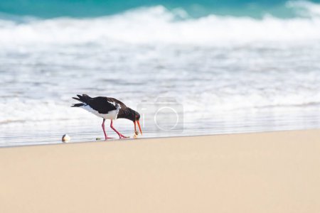 Austernfischer (Haematopus ostralegus) ein mittelgroßer Vogel mit dunklem Gefieder und rotem Schnabel, der Vogel öffnet mit seinem Schnabel eine Muschelschale, das Tier steht an einem Sandstrand am Meeresufer.