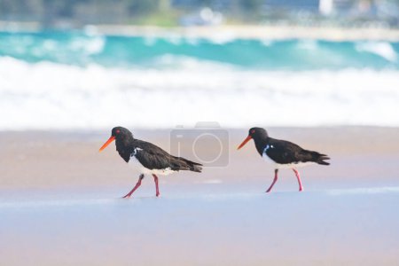 Ostrero euroasiático (Haematopus ostralegus) un ave de tamaño mediano con plumaje oscuro con un pico rojo, el animal camina por la playa de arena en la orilla del mar y busca comida.