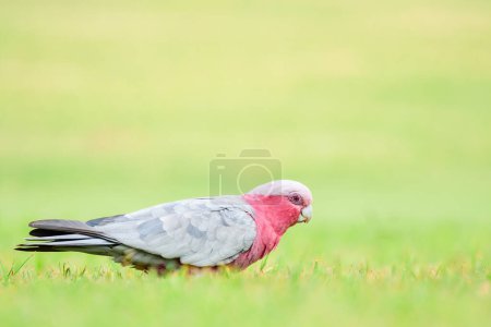 Galah (Eolophus roseicapilla) parrot, medium-sized bird with brownish-gray plumage, the animal walks on the ground and nibbles green grass in the park.