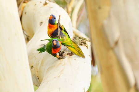 Rainbow lorikeet (Trichoglossus moluccanus) parrot, colorful small bird, pair of birds sitting high on the trunk of a eucalyptis tree.