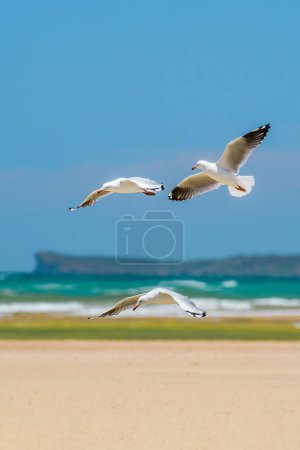 Photo for Silver gull (Chroicocephalus novaehollandiae), a medium-sized bird with white and gray plumage, the animal flies low over the sandy beach on the seashore. - Royalty Free Image