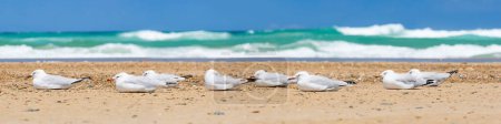 Gaviota de plata (Chroicocephalus novaehollandiae) un ave de tamaño mediano con plumaje blanco y gris, el animal se sienta en una playa de arena en la orilla del mar y descansa.