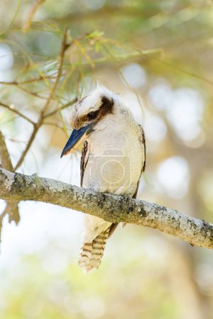Lachender Kookaburra (Dacelo novaeguineae) mittelgroßer Vogel, Tier sitzt auf einem Ast in natürlichem Lebensraum.