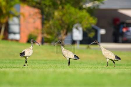 ibis blanc australien (Threskiornis molucca) un grand oiseau à la tête noire et au plumage blanc, l'animal se promène sur l'herbe verte dans le parc par une journée ensoleillée.