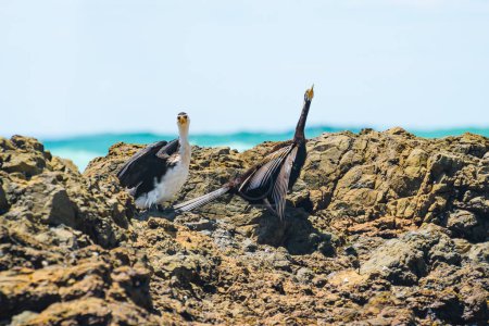 Little pied cormorant (Microcarbo melanoleucos) a medium-sized water bird with black and white plumage, Australasian darter (Anhinga novaehollandiae) animals sit on a rock on the seashore and dry their spread wings.
