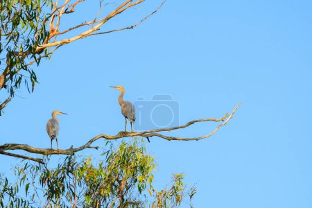 Graureiher (Egretta novaehollandiae) grauer großer Wasservogel, das Tier steht hoch auf einem Ast eines Eukalyptusbaums.