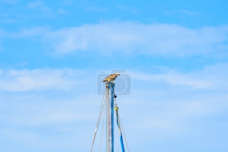 Fischadler (Pandion haliaetus) ein großer Raubvogel, das Tier sitzt hoch oben auf dem Mast eines Bootes im Hafen, der Vogel schaut sich um.