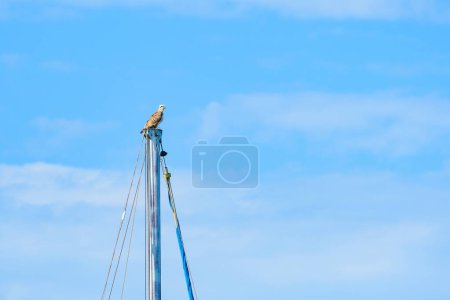 Fischadler (Pandion haliaetus) ein großer Raubvogel, das Tier sitzt hoch oben auf dem Mast eines Bootes im Hafen, der Vogel schaut sich um.