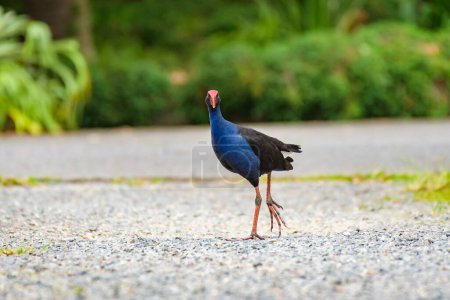 Western swamphen (Porphyrio porphyrio) a medium-sized water bird with blue-black plumage, the animal walks on a gravel path in the forest.