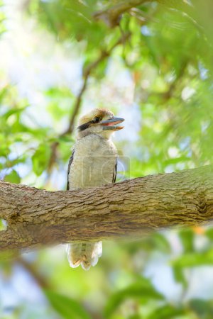 Riendo kookaburra (Dacelo novaeguineae) ave de tamaño mediano, animal sentado en una rama de árbol en hábitat natural.
