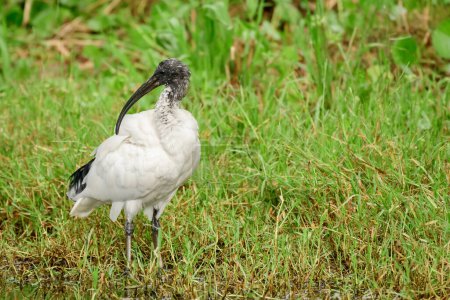 Australian white ibis (Threskiornis molucca) a large bird with a black head and white plumage, the animal stands on the green grass in the park on a sunny day.