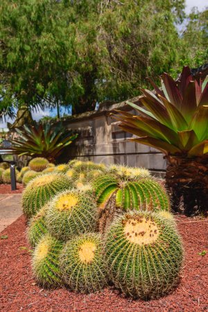 Cactus d'or (Echinocactus grusonii) un grand succulent de forme ronde avec des épines pointues, une plante trouvée dans un parc australien.