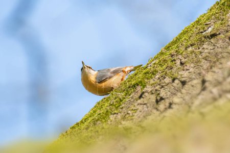 Kleiber (Sitta europaea) ein kleiner Vogel mit orangefarbenem Gefieder sitzt hoch oben auf einem Baumstamm.