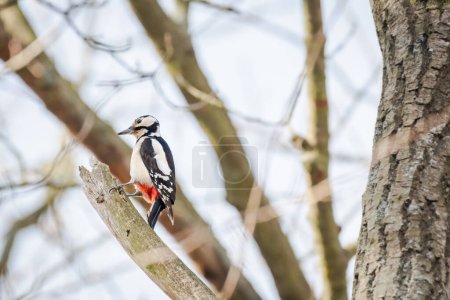 Gran pájaro carpintero manchado (Dendrocopos major) un ave de tamaño mediano macho, el animal se sienta en lo alto de una rama y toca el tronco en busca de comida.