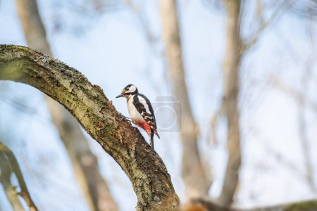 Buntspecht (Dendrocopos major) ein mittelgroßer Vogel, das Tier sitzt hoch auf einem Ast und klopft auf den Stamm auf der Suche nach Nahrung.