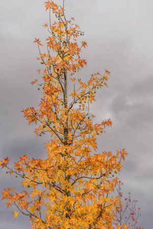hojas de arce con cielos tormentosos en otoño de cerca, espacio de copia