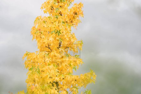 Autumn tree with golden leaves with trumpet number in the background