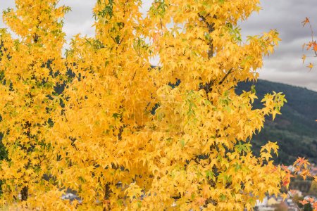 Árbol de otoño con hojas doradas con número de trompeta en el fondo