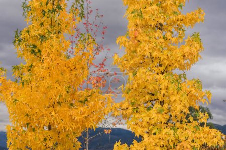 Autumn tree with golden leaves with trumpet number in the background