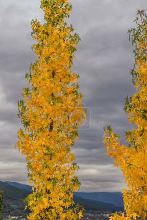 Herbstbaum mit goldenen Blättern mit Trompetenzahl im Hintergrund