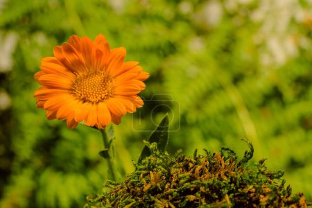 Flor de mariscos naranja flor cerca de un prado verde. Plantas medicinales. enfoque suave