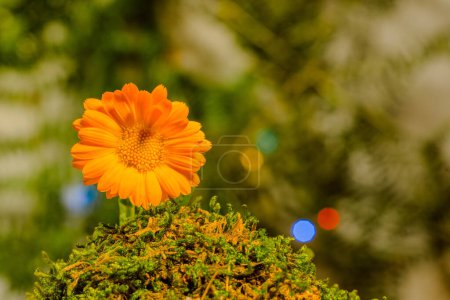 Flor de mariscos naranja flor cerca de un prado verde. Plantas medicinales. enfoque suave