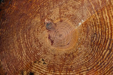 The image shows the mystique of the bottom of the interior of a pine tree