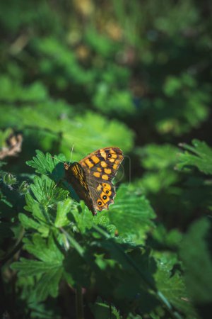Photo for An orange butterfly perched on a green leaf in warm sunlight in spring - Royalty Free Image