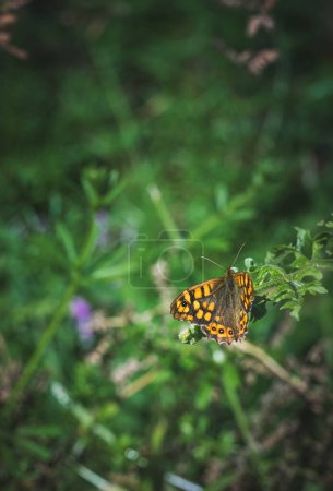 An orange butterfly perched on a green leaf in warm sunlight in spring