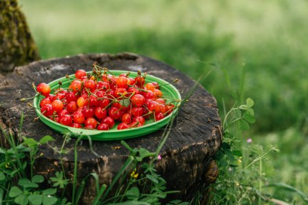 ein grüner Plastikteller mit Kirsche auf einem Baumstamm als Tisch