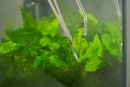 Foto de Cierre de tijeras y pinzas poda plantas acuáticas en una pecera. Mantenimiento del acuario. - Imagen libre de derechos