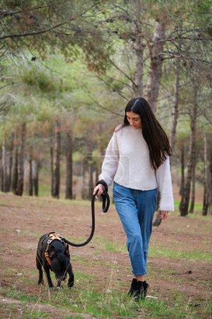 Photo for Young caucasian woman walking an american staffordshire and french bulldog mixed breed dog at a pine forest. - Royalty Free Image