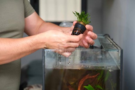 Man hands planting new water plant, Cryptocoryne Parva, in aquarium at home.