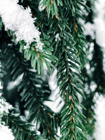 Foto de Close-up of a spruce branch covered with snow in a winter park - Imagen libre de derechos
